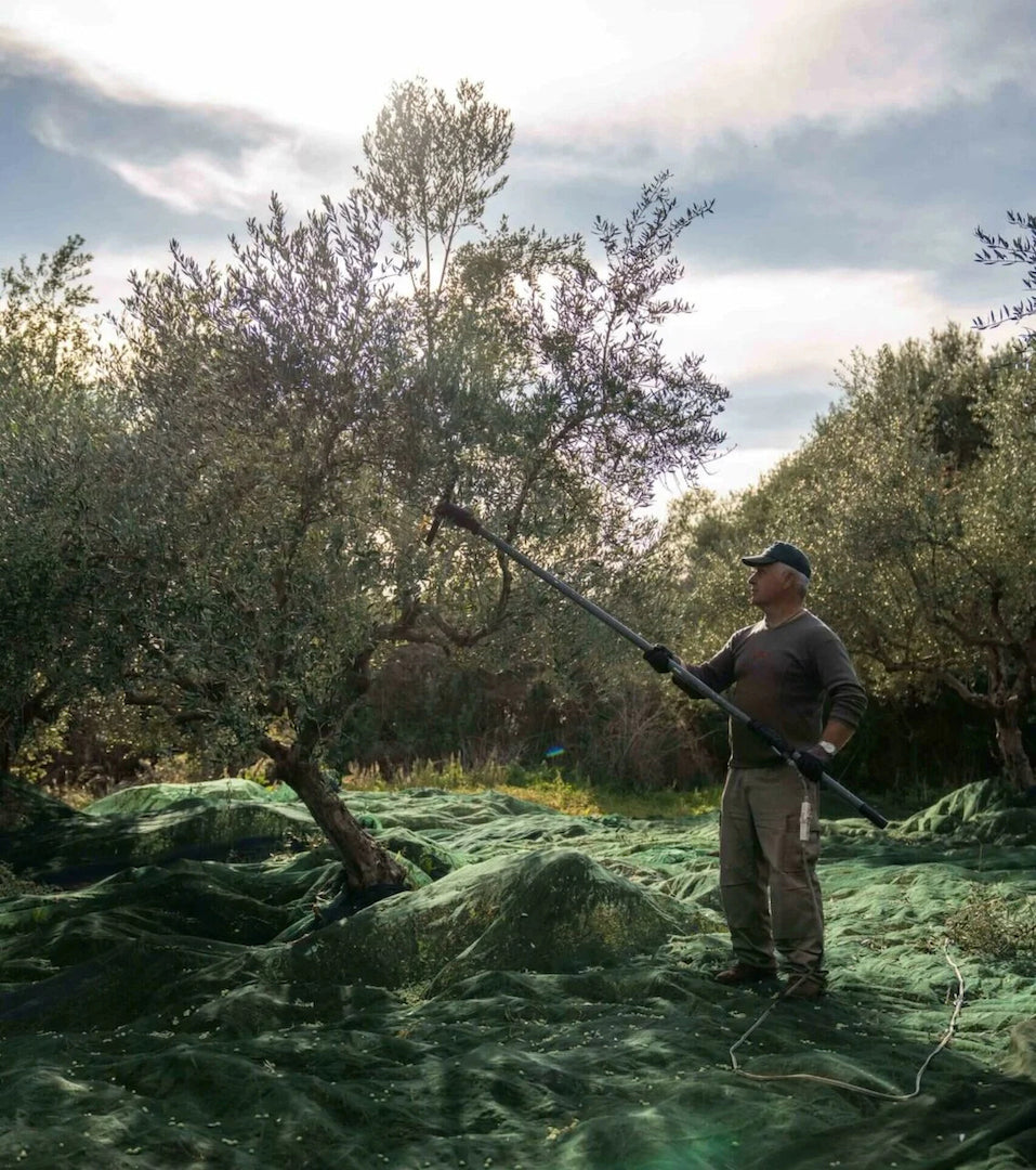 Huile d'olive extra vierge de Messénie de pression très rapide One&Olive