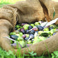 Tapenade d'olives noires de Kalamata (Koroni) 190g