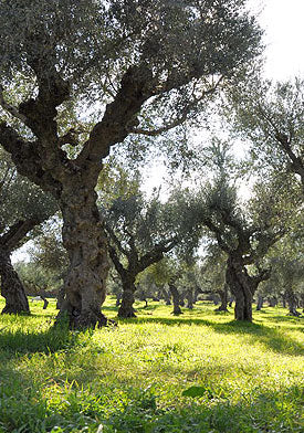 Tapenade d'olives noires de Kalamata (Koroni) 190g