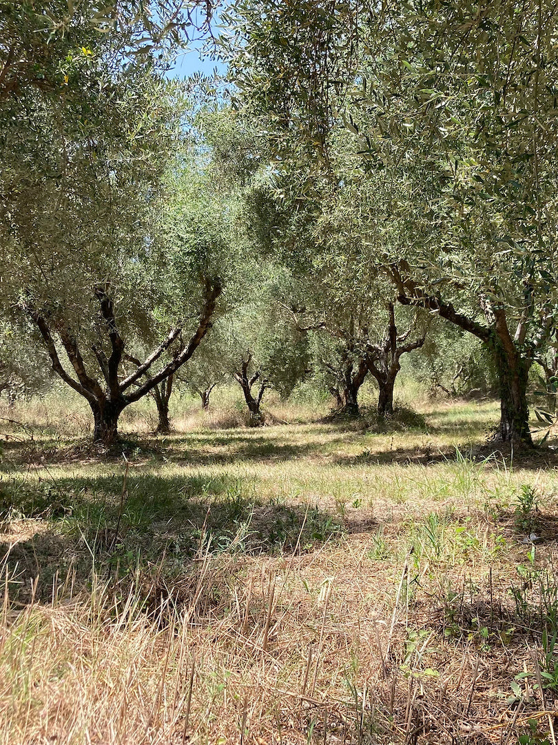 Huile d'olive extra vierge sélection IGP Olympie, Grèce  Ad Olivetum 500ml