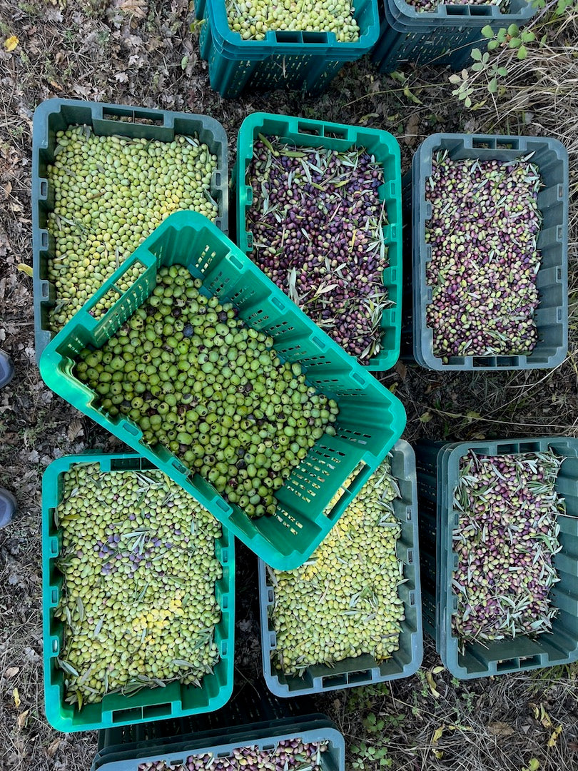 Huile d'olive extra vierge de récolte précoce Dentri Bio 500ml