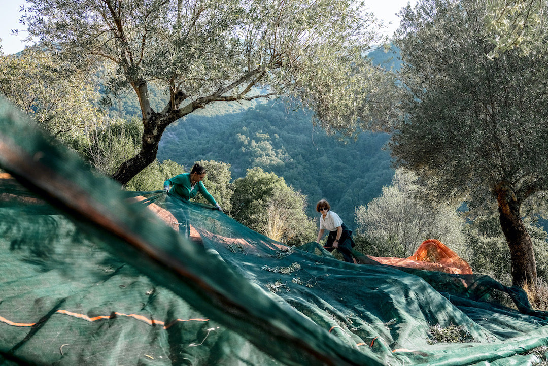 Huile d'olive extra vierge de récolte précoce Dentri Bio 500ml