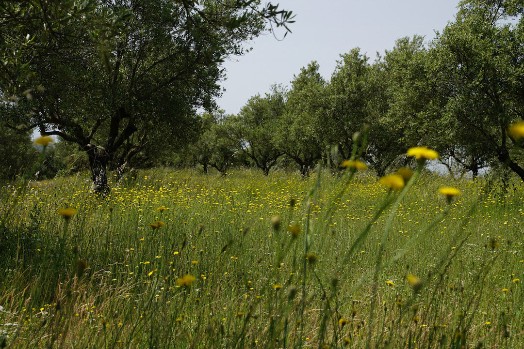 Huile d'olive extra vierge de récolte précoce Dentri Bio 500ml