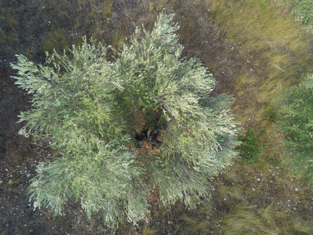 Huile d'olive extra vierge de récolte précoce Dentri Bio 500ml