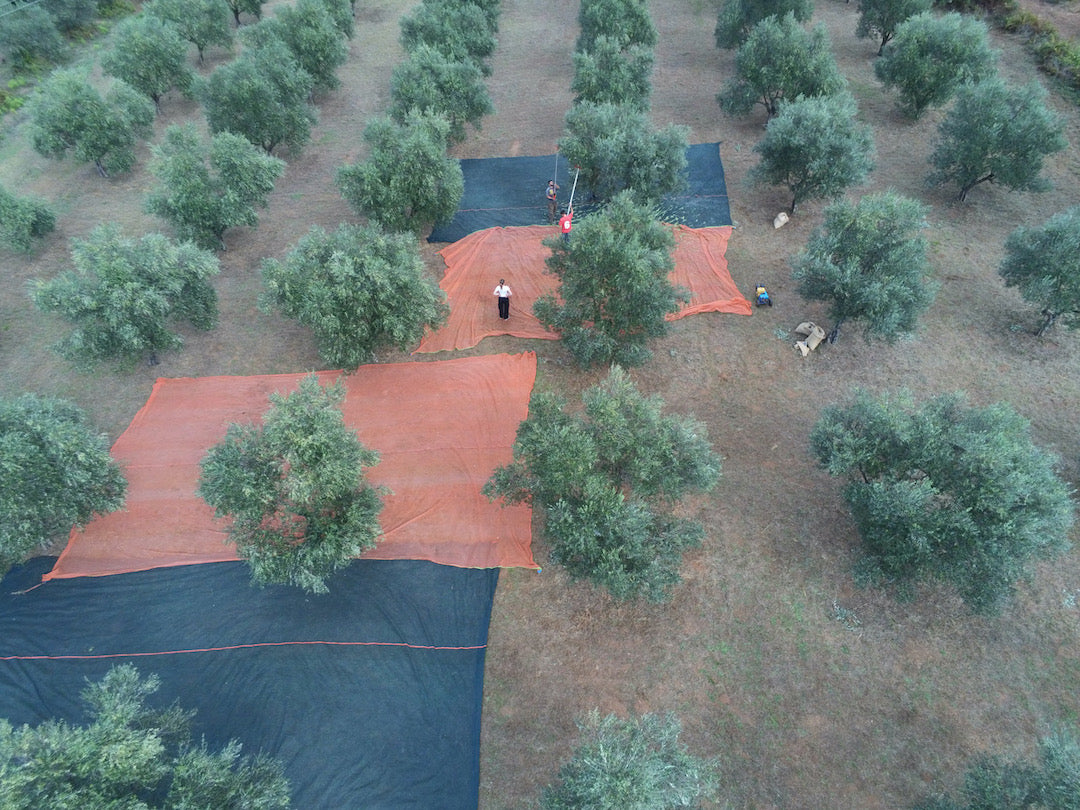 Huile d'olive extra vierge de récolte précoce Dentri Bio 500ml