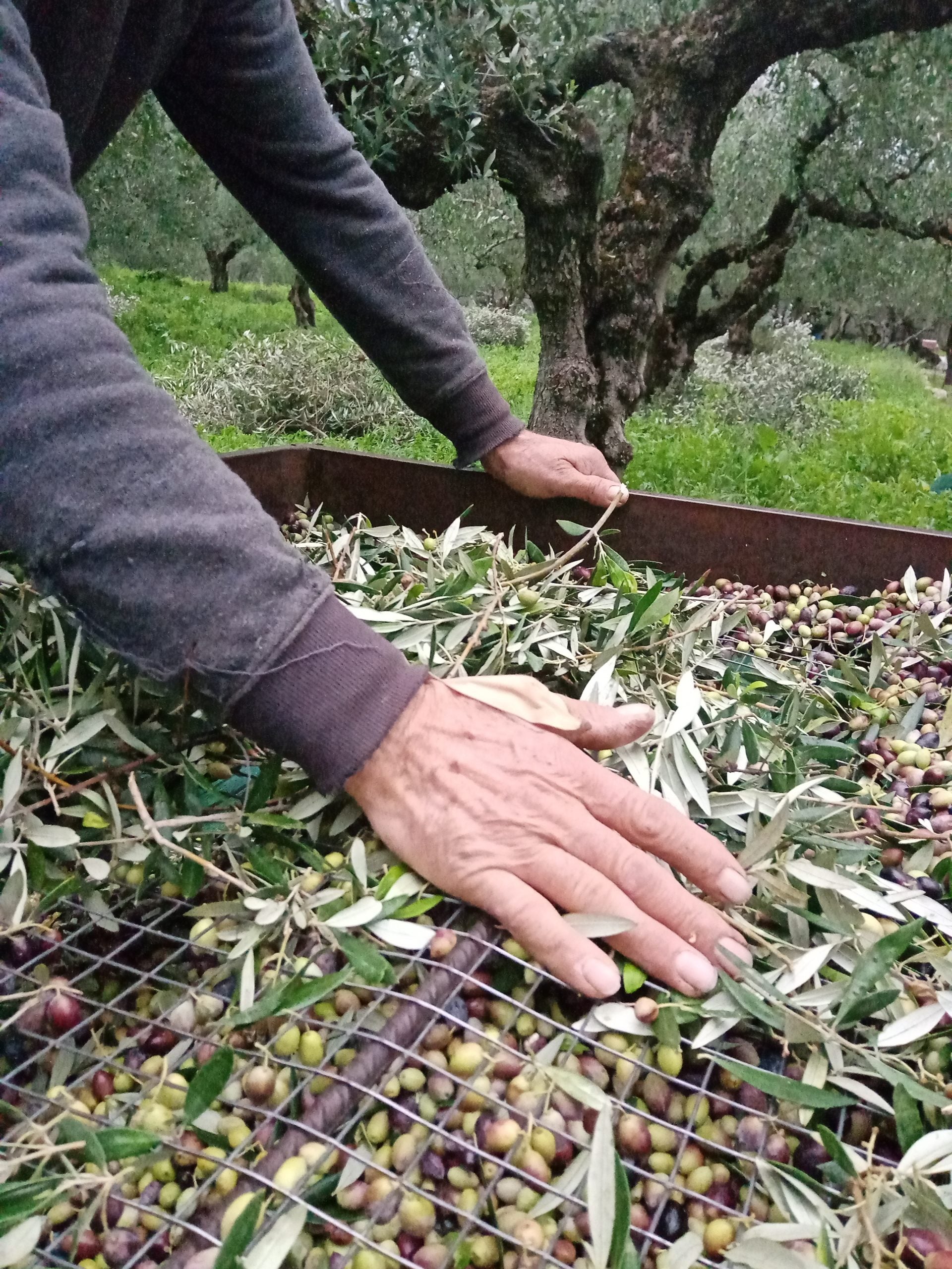 Huile d'olive extra vierge Supérieur de Zante de récolte précoce